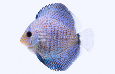 Scorpion Blue Spotted :: 24042