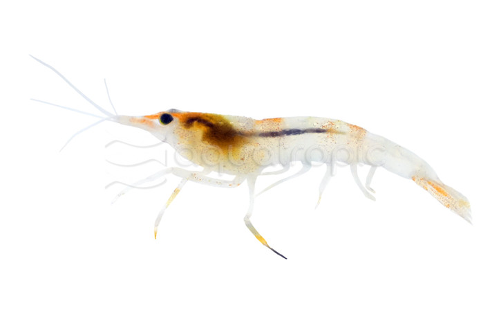 Yellow Rili Shrimp :: 20072