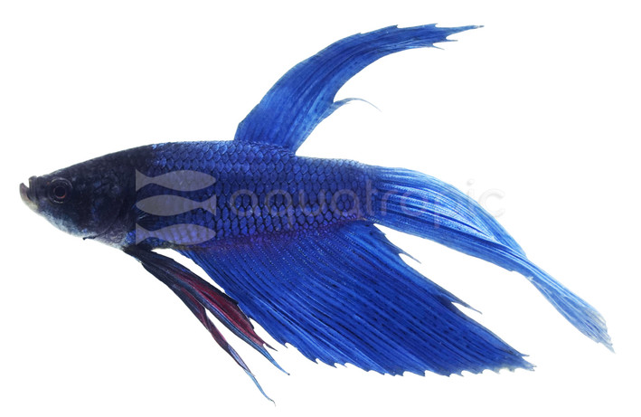 Mixed Color, Male :: 78844