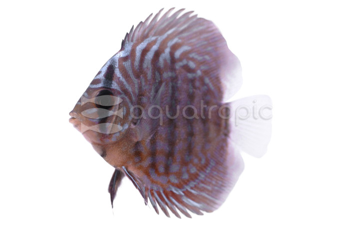 Checkerboard Blue Discus :: 55952