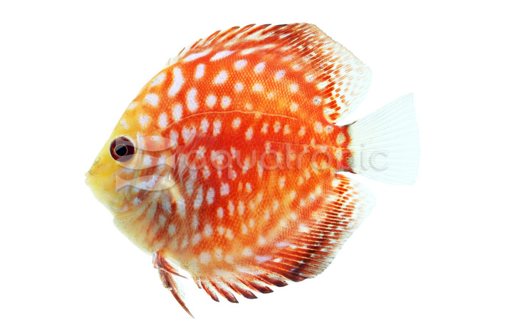 Red Fin Snow Discus :: 65884