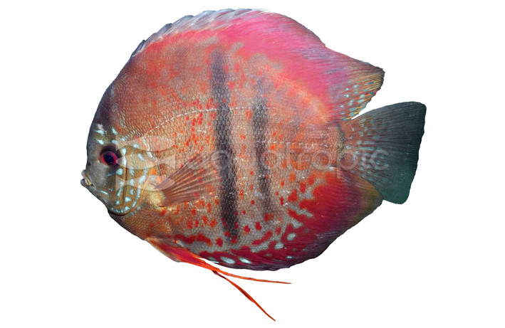 Ring Of Fire Discus :: 54468