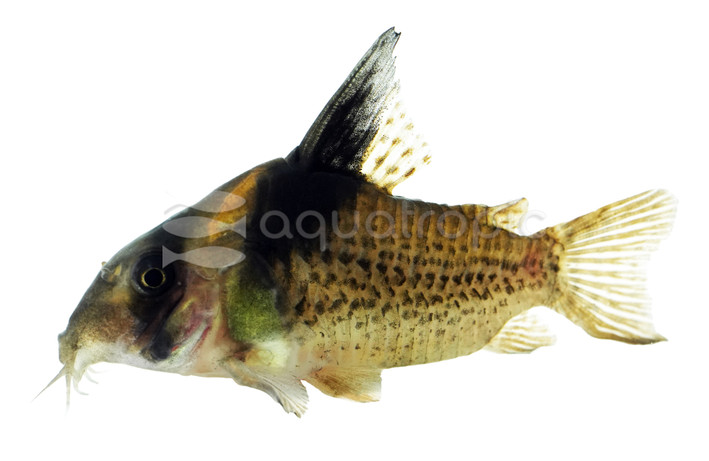 Wotroi/Brevirostris Spotted :: 17071