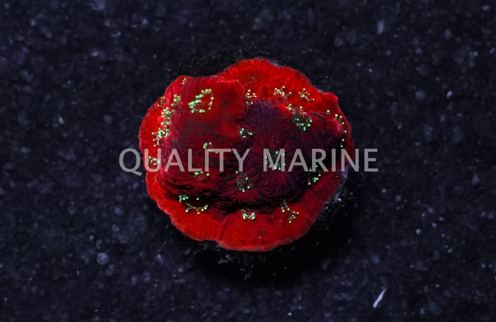 Favites, Spiderman :: 16993