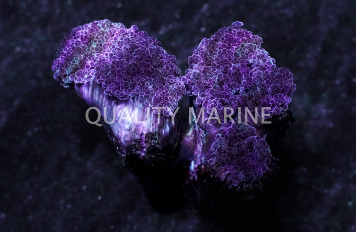 Pink Branching Frogspawn Coral :: 92171