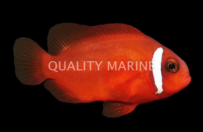 True Skunk Rose Clownfish, Bali Aquarich :: 14236