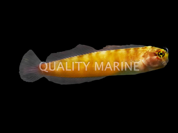 Gulf Blenny, Juvenile, QM Labs :: 22332