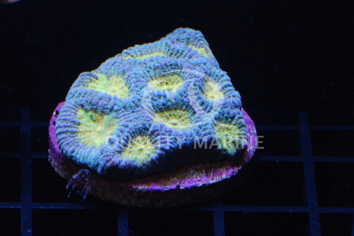 Brain Gold Face w/Green Rim "Pot of Gold" :: 44643