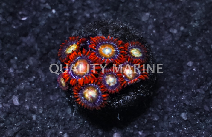 Zoa, Blondie :: 46627