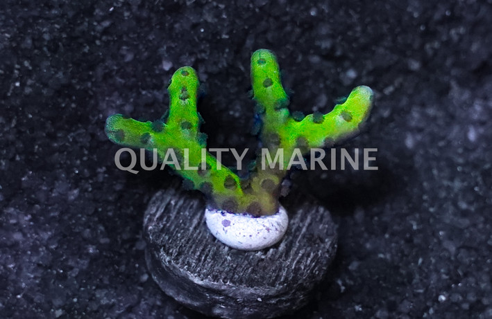 Anacropora, Banana Hammock :: 76744