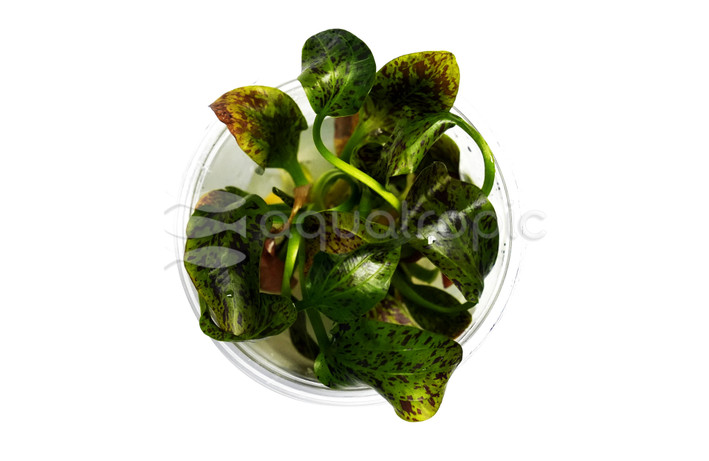 Echinodorus Ozelot "Green" Cup AT :: 54579