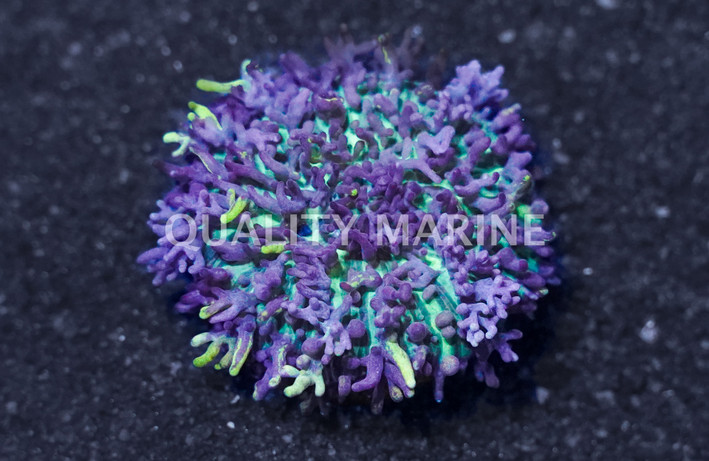 Magic Carpet Mushroom Frag :: 22344