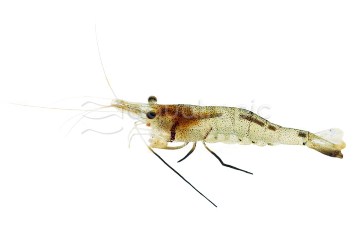 Six Banded Sulawesi Shrimp :: 20078