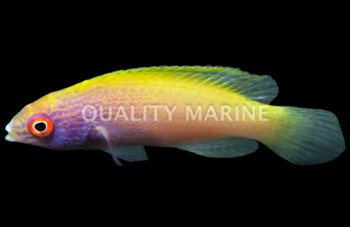 Golden Rhomboid Fairy Wrasse, KWA :: 50112