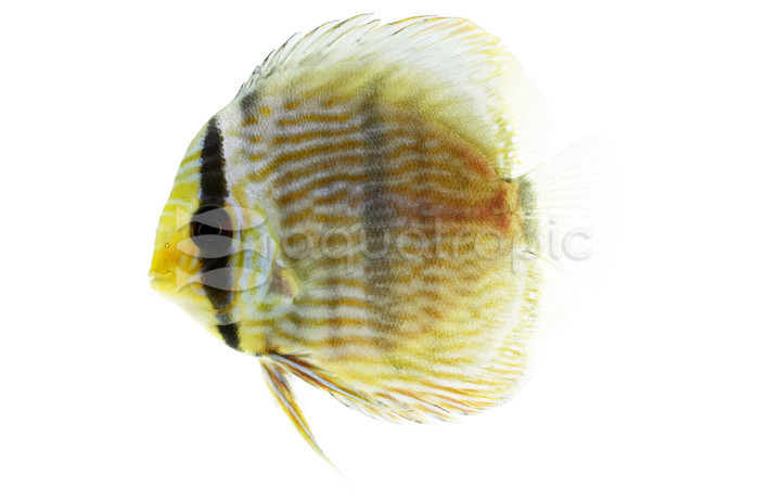 Royal Green Discus :: 69342