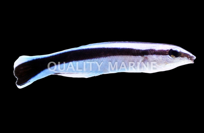 Common Cleaner Wrasse, Les Villages  :: 31640