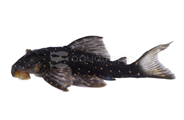 Mustard Spot Plecostomus LDA 31 :: 25886