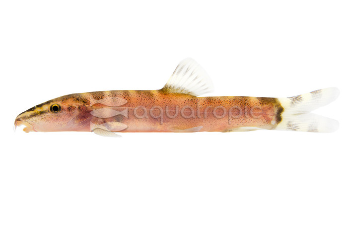 Guilin Loach :: 92627