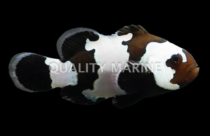 Black Ice Ocellaris Clownfish, Grade B, Bali Aquarich :: 14238