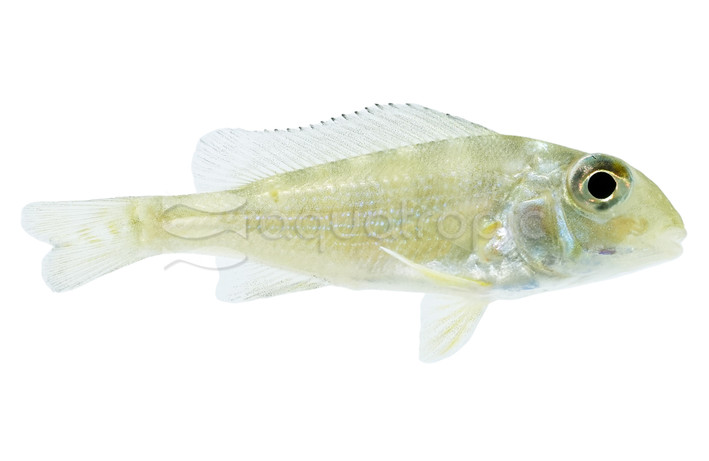 Eartheater Dicrozoster Cichlid :: 79465
