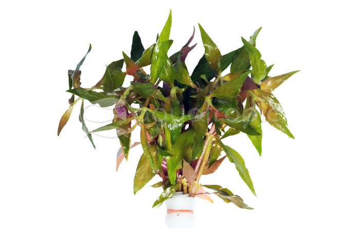 Alternanthera reineckii (Round Red)  - bunch :: 75061