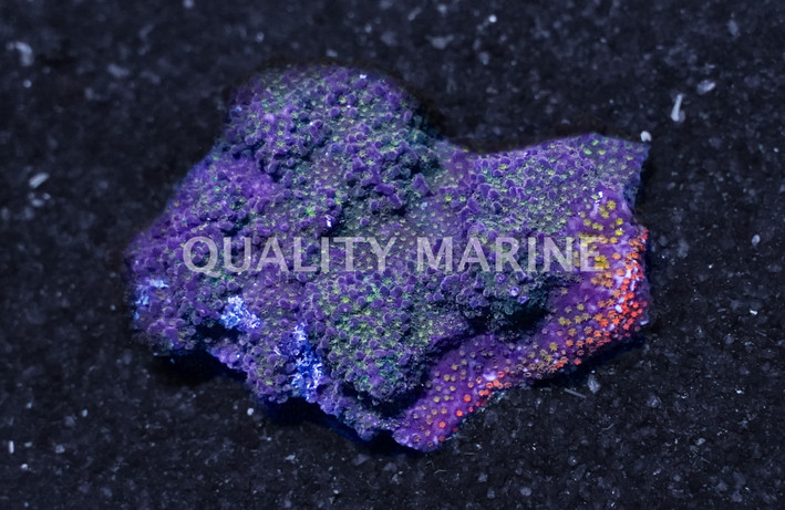 Encrusting, Blue w/Red & Green Polyps "Rainbow" :: 52212
