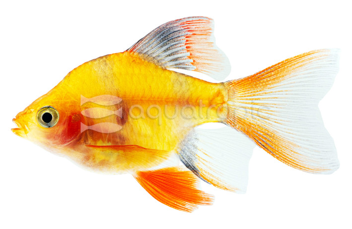 Tiger Blushing Longfin Barb :: 08049