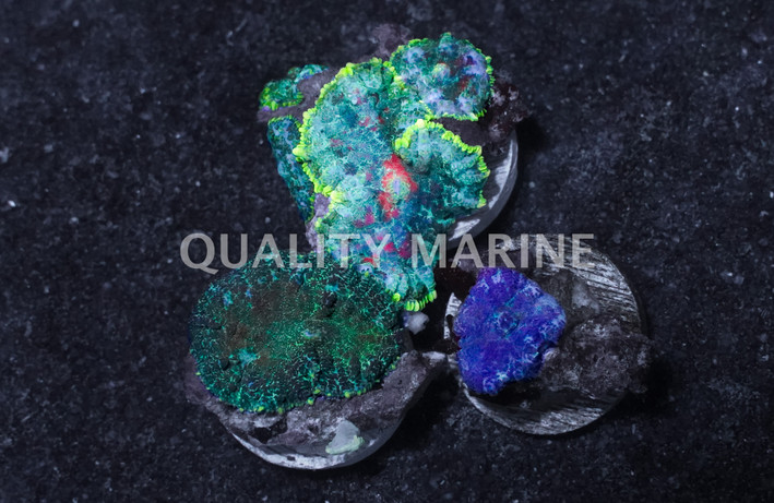 Mushroom Assorted  Frag :: 55657