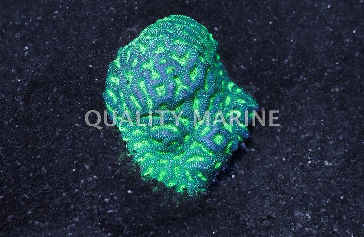 Montastrea, Metallic Green, Fiji :: Central Pacific :: 73810