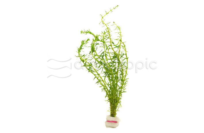 Rotala wallichi - bunch plant :: 29277