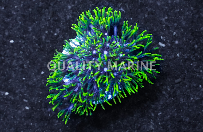 Starburst, Branch, Green :: Eastern Asia :: 20723