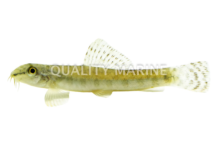 Mottled Zipper Loach :: 32331