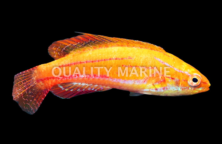 Redtail Flasher Wrasse, Sub-Adult/Female :: 33740