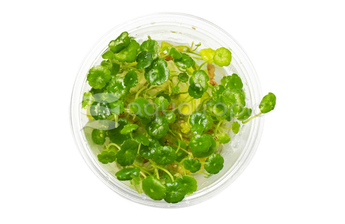 Hydrocotyle verticillata Cup AT :: 73592