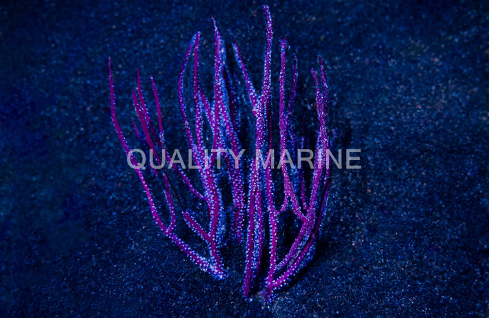 Purple Fan Gorgonian :: 51002