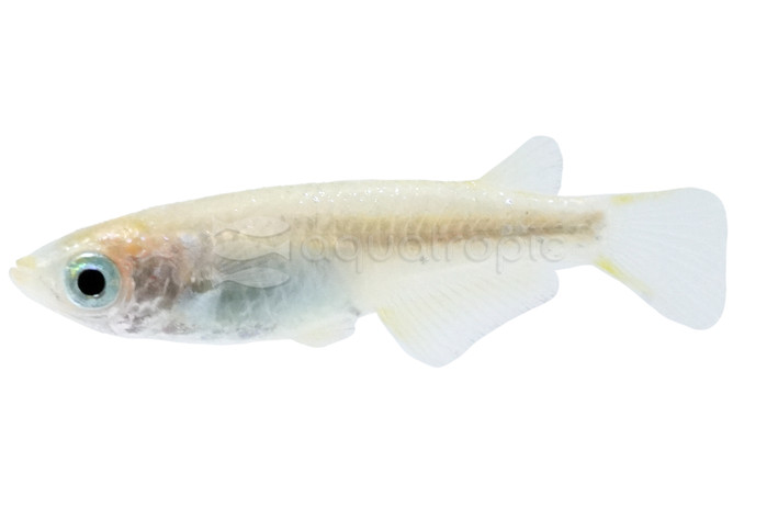 Starlight Medaka Rice Fish :: 60296