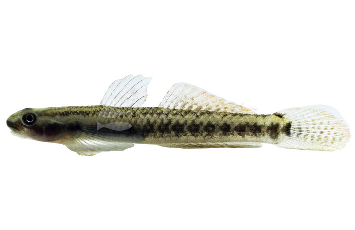 Green Riffle/Elegant Stiphodon Goby :: 14560