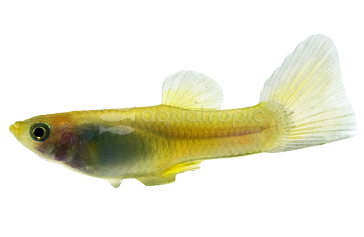 Moscow Green Yellow Guppy, Male  :: 33106