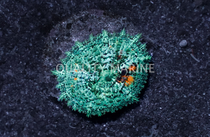 Umbrella Green & Orange Splatter Corallimorph Mushroom Coral :: 74617