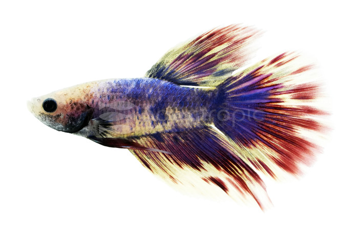 Patriot Halfmoon Betta, Male :: 21651