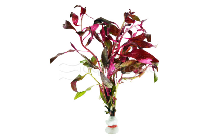 Ludwigia peruensis/glandulosa - bunch :: 15352