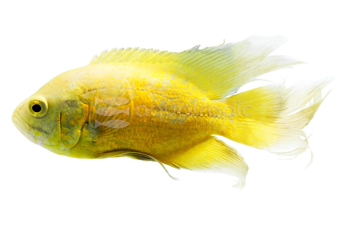 Lemon Longfin Oscar :: 41729