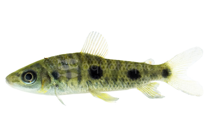 Dot Dash Steyermarki Leporinus :: 49831