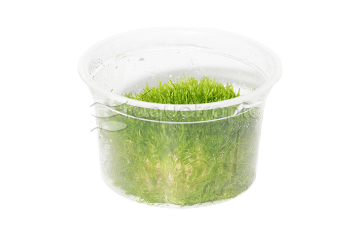 Utricularia graminifolia :: 18492