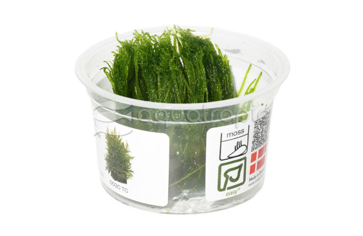 Taxiphyllum alternans 'Taiwan Moss' :: 48705