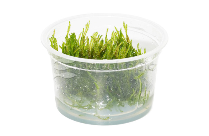 Vesicularia ferriei 'Weeping Moss' :: 51715