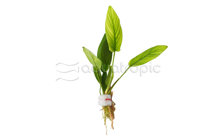 Anubias Gigantea :: 78904