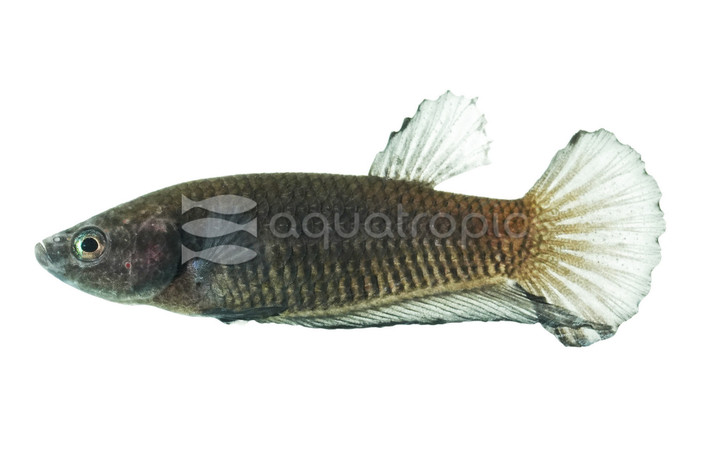 Black Vampire Plakat Betta, Female  :: 25657