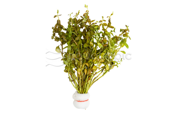 Rotala ramosior "Sunset" - bunch :: 83128