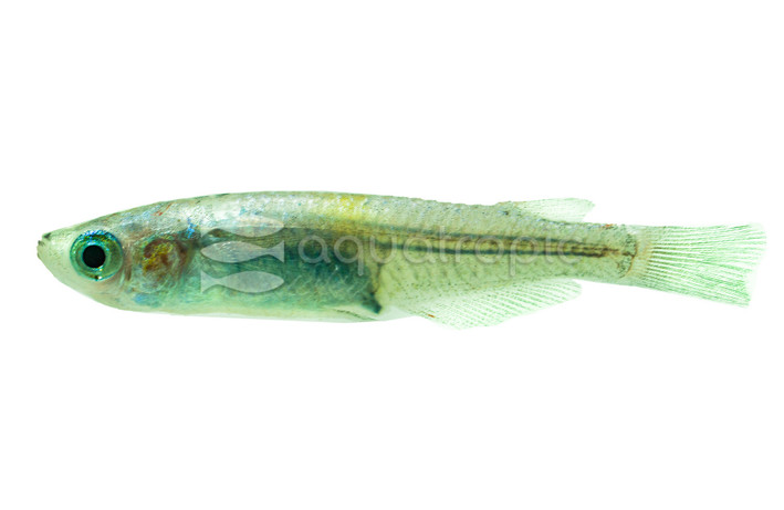 Amber Glitter MEdaka Rice Fish :: 89440
